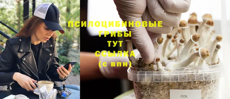 Псилоцибиновые грибы Psilocybe  сколько стоит  Городец 